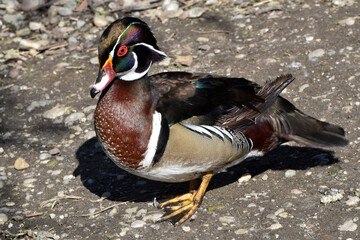 Enten, Brautente,  Aix sponsa