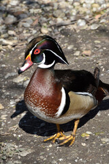 Enten, Brautente,  Aix sponsa