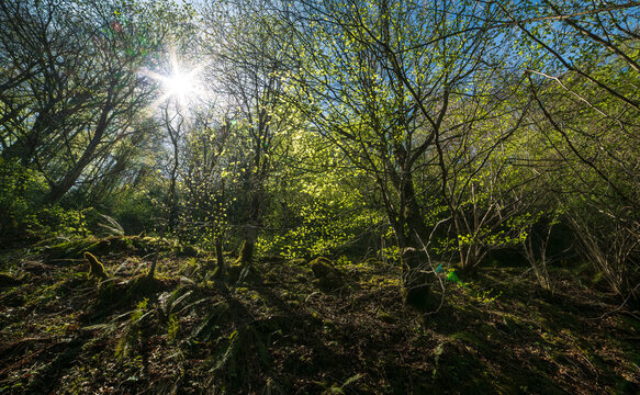 Sunlight through the trees in the spring forest