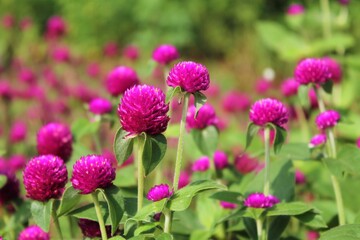 A beautiful pink flower background from a close distance