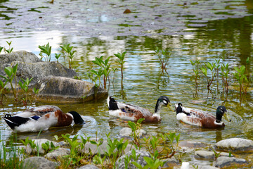 Wildente,  Laufente,  Anas platyrhynchos