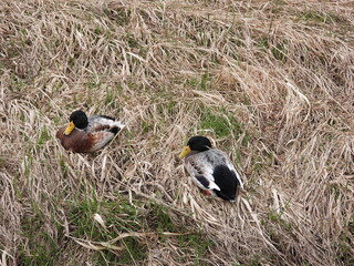 Wildente,  Stockente,   Anas platyrhynchos
