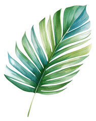 PNG Palm leaves plant leaf white background.