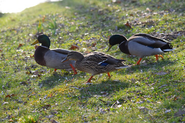 Wildente,  Stockente,   Anas platyrhynchos