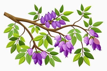 Glycine climbing along tree branches against a white background