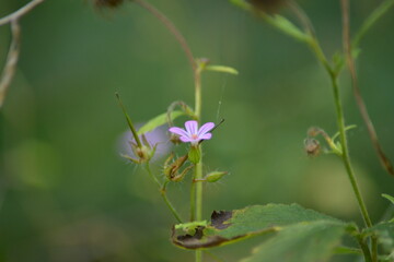 Filigrane Wildblume mit Bokeh-Hintergrund