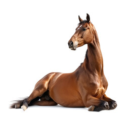 Sleek horse resting gracefully on side