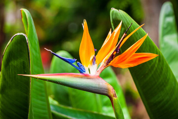 Crane flower or bird of paradise
