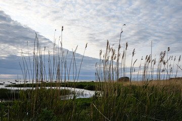 Summer evening, through the yellow tall reeds there is a view of the Baltic Sea. Ice Age stones...