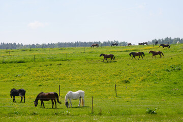 Pferde auf der Weide