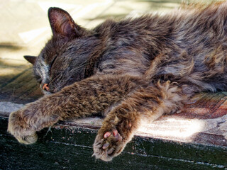 Every strand of the cat’s fur is visible; its paws are relaxed and extended outwards as it enjoys its restful moment.