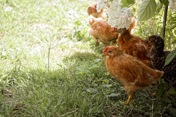 Chickens of varied colors are seen actively exploring a garden rich with green grass and plants.