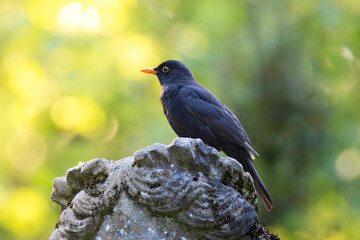 male common blackbird on top of a statue