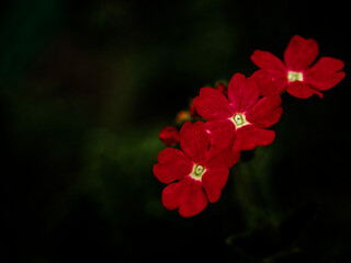Red flowers with a dark background; the stark contrast accentuates the flowers details and colors.