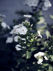 Blooming white flowers with distinct petal shapes are highlighted against the contrasting dark green leaves.