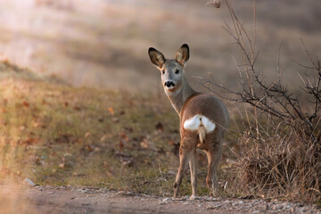 roe deer at dawn - 787413934