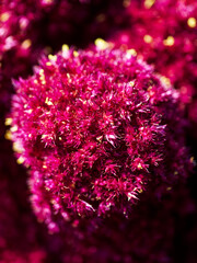 A vibrant cluster of deep pink flowers, full bloom against a blurred background, suitable for spring-themed content.