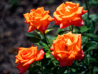 A vibrant display of four orange roses in full bloom, with green leaves against a dark soil background.