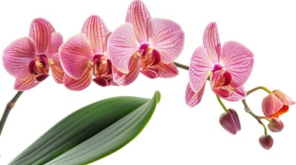 Fototapeta na wymiar Phalaenopsis Orchid isolated on a white background