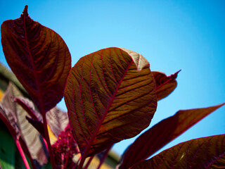 Close-up of red leaves with prominent veins against a blue sky, vibrant and suitable for nature-themed content.