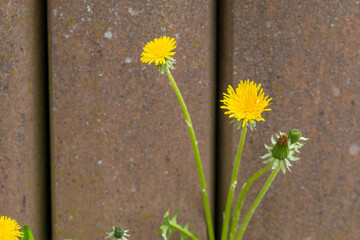 dandelion in front of a wall