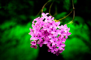 pink and white flowers