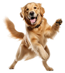 Fototapeta premium PNG Happy dancing golden retiver dog animal pet