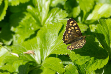 Speckled Wood Butterfly (Pararge aegeria) sitting on a green leaf in Zurich, Switzerland