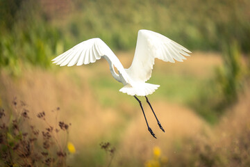 Lecąca czapla biała  © Sanczo