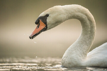 Łabądź pływa po jeziorze  © Sanczo