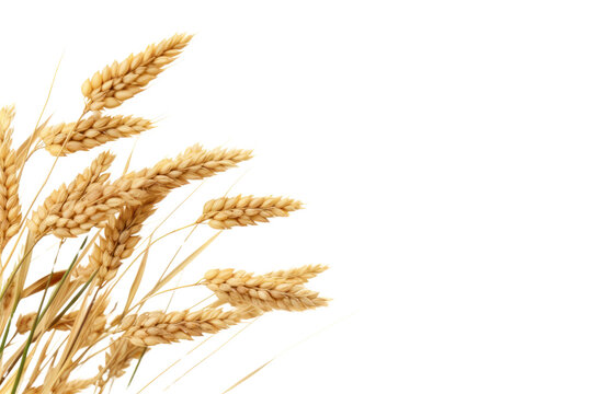 PNG Rice plant border wheat brown food