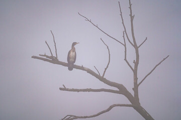 Kormoran siedzi na drzewie we mgle 