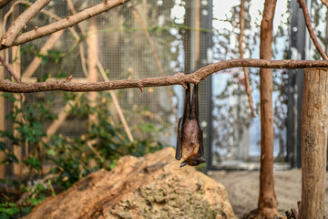 Flying fox bat hanging at the zoo
