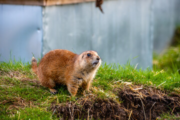 Cute marmot in the grass