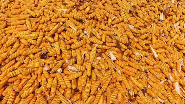 Harvested stacked corncobs. Heaps of golden corn harvested in a field on a sunny day. 