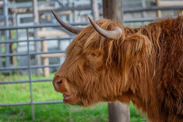 Scottish hairy cow at the farm