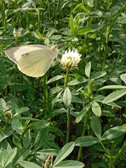 Butterfly collect nectar or pollens from the trifolium alexandrinum flower. butterfly collect nectar or pollens from Egyptian clover, berseem clover flower 