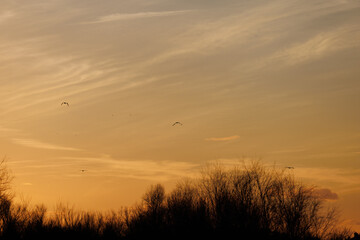 Puesta de sol con aves en el Parque Nacional de Do&ntilde;ana, Andaluc&iacute;a. Espa&ntilde;a