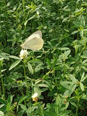 Butterfly collect nectar or pollens from the trifolium alexandrinum flower. butterfly collect...