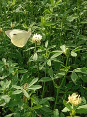 Butterfly collect nectar or pollens from the trifolium alexandrinum flower. butterfly collect...