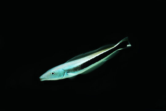 blue blanquillo or Sand tilefish (Malacanthus latovittatus) 