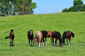 Fototapeta premium Pferde, Schwaiganger