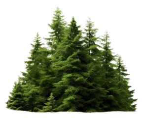 PNG Forest plant tree pine