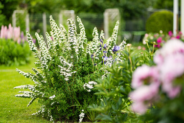 Blooming white spiraea bush in the summer garden.