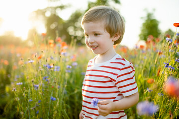 Cute little boy admiring poppy and knapweed flowers in blossoming poppy field on sunny summer day.