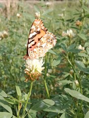 Butterfly collect nectar or pollens from the trifolium alexandrinum flower. butterfly collect...
