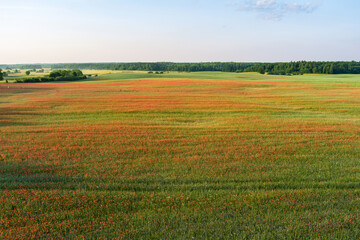 Obraz premium Stunning aerial view of blossoming poppy meadows. Summer rural landscape of rolling hills, curved roads and trees near Vilnius, Lithuania.