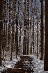 Such a pretty winter scene in a wooded area. White powdery snow lays all around. A brown path cuts through the woods. The brown trees lay on both sides without leaves on limbs showing a cold season.  