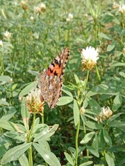 Butterfly collect nectar or pollens from the trifolium alexandrinum flower. butterfly collect nectar or pollens from Egyptian clover, berseem clover flower 