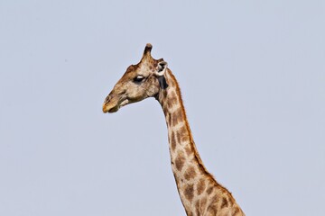 Giraffe im afrikanischen Busch